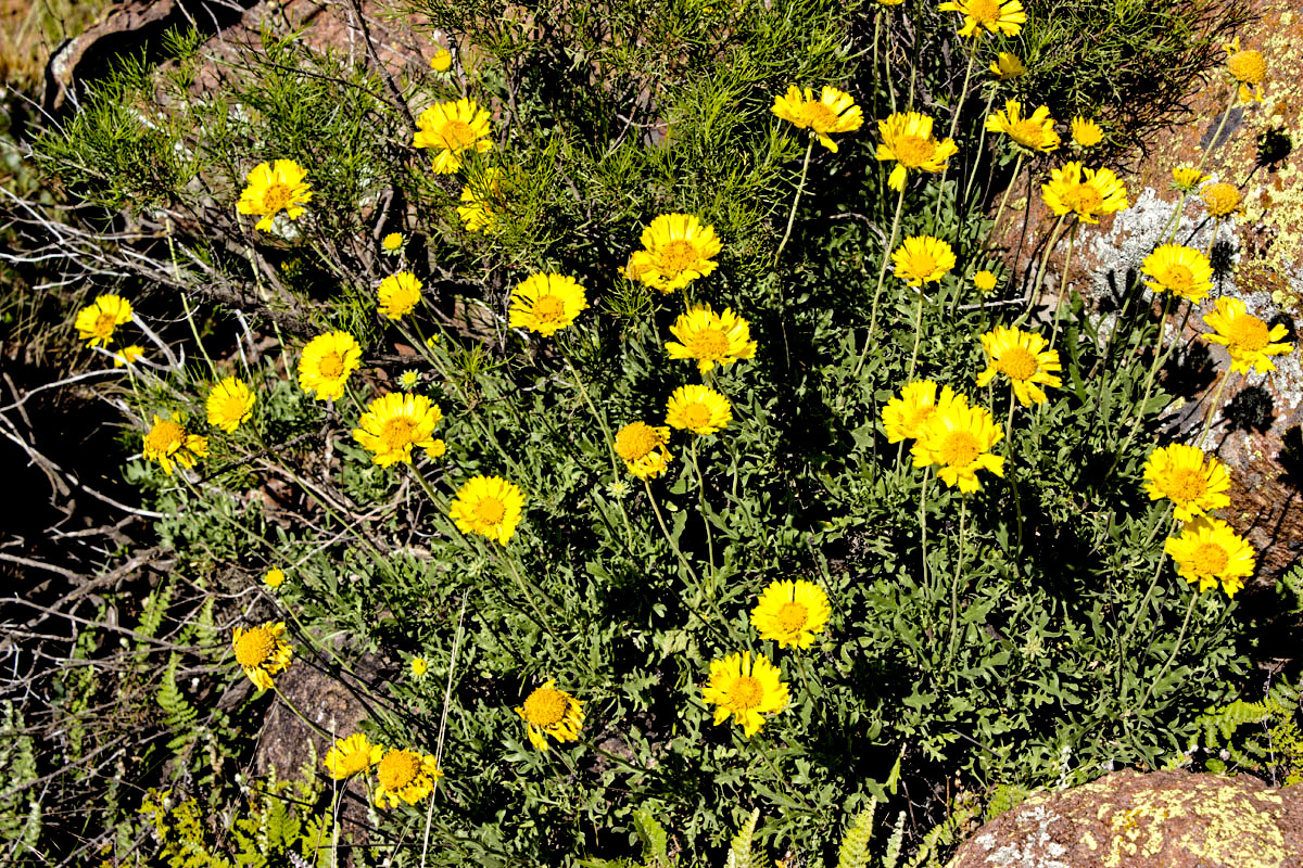 flor de la pampa