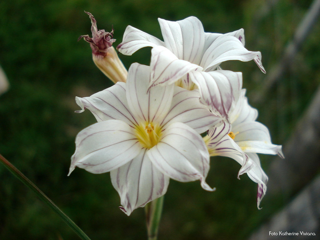 flor de tierra del fuego