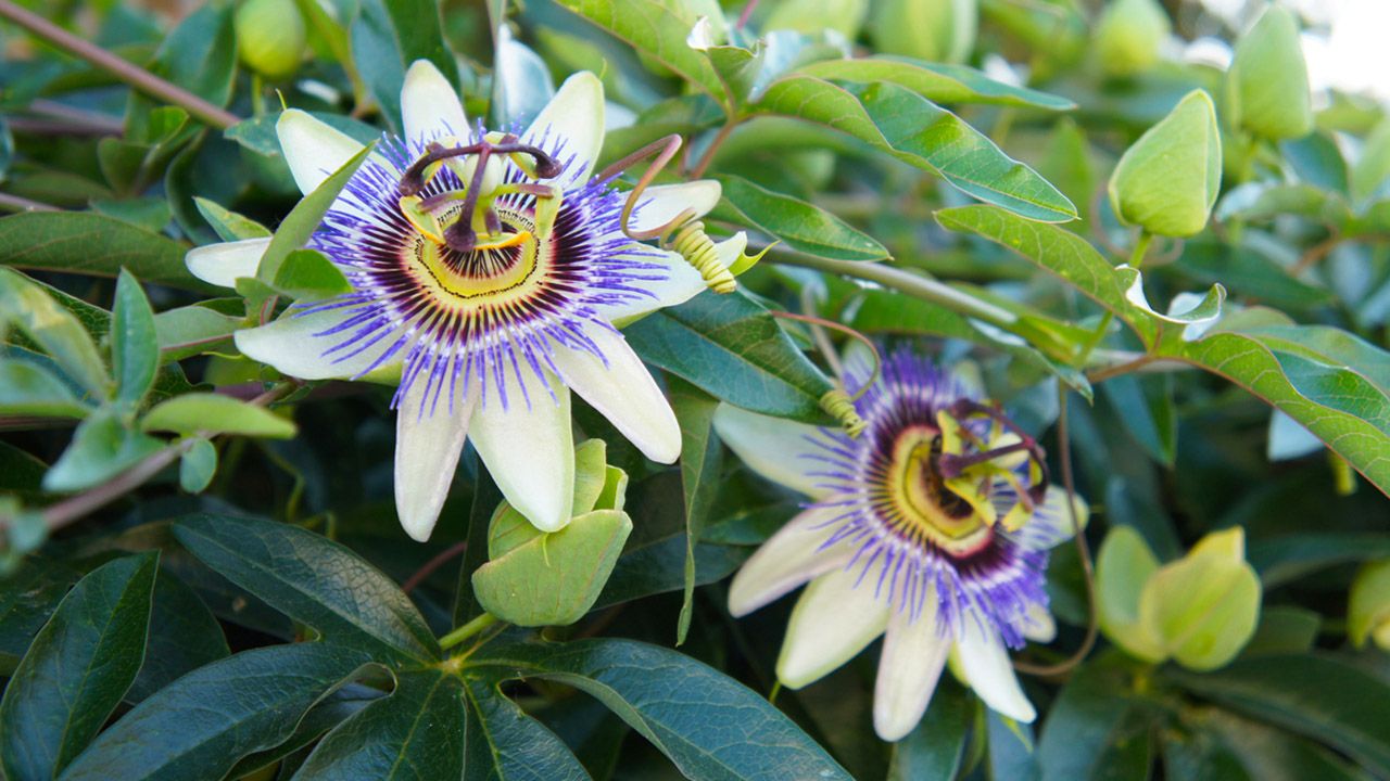 flor de buenos aires