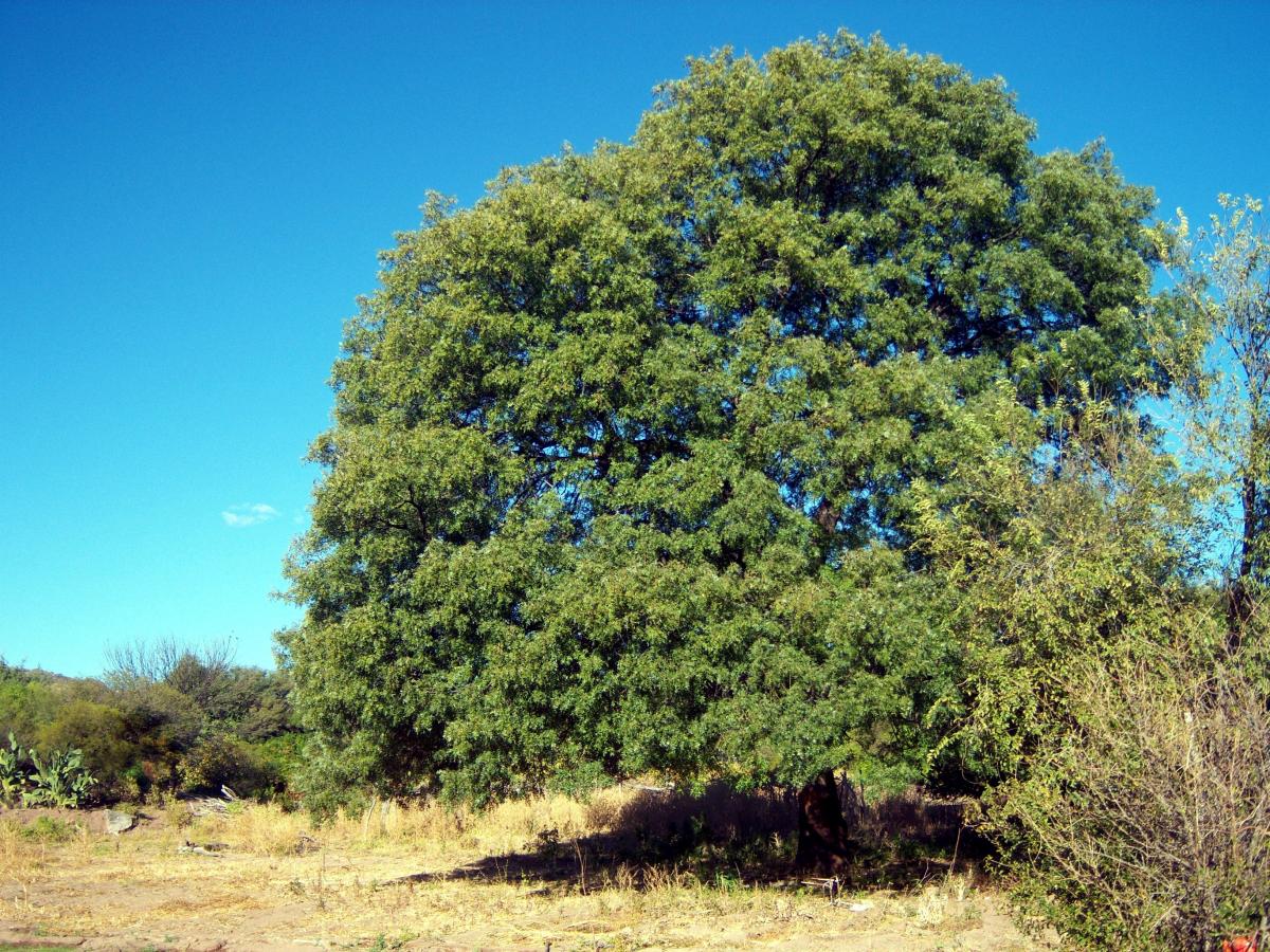 flor de catamarca 2