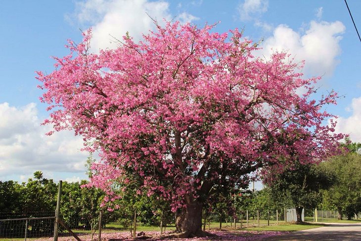 flor de chaco