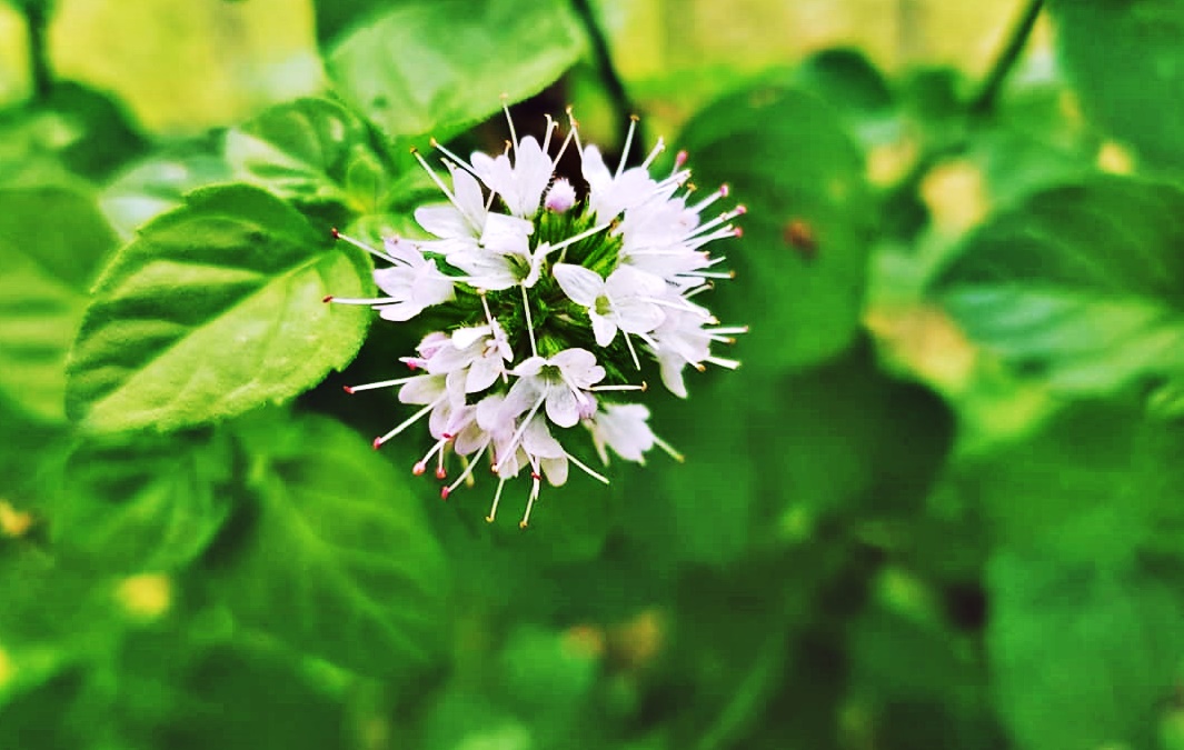 flor de cordoba