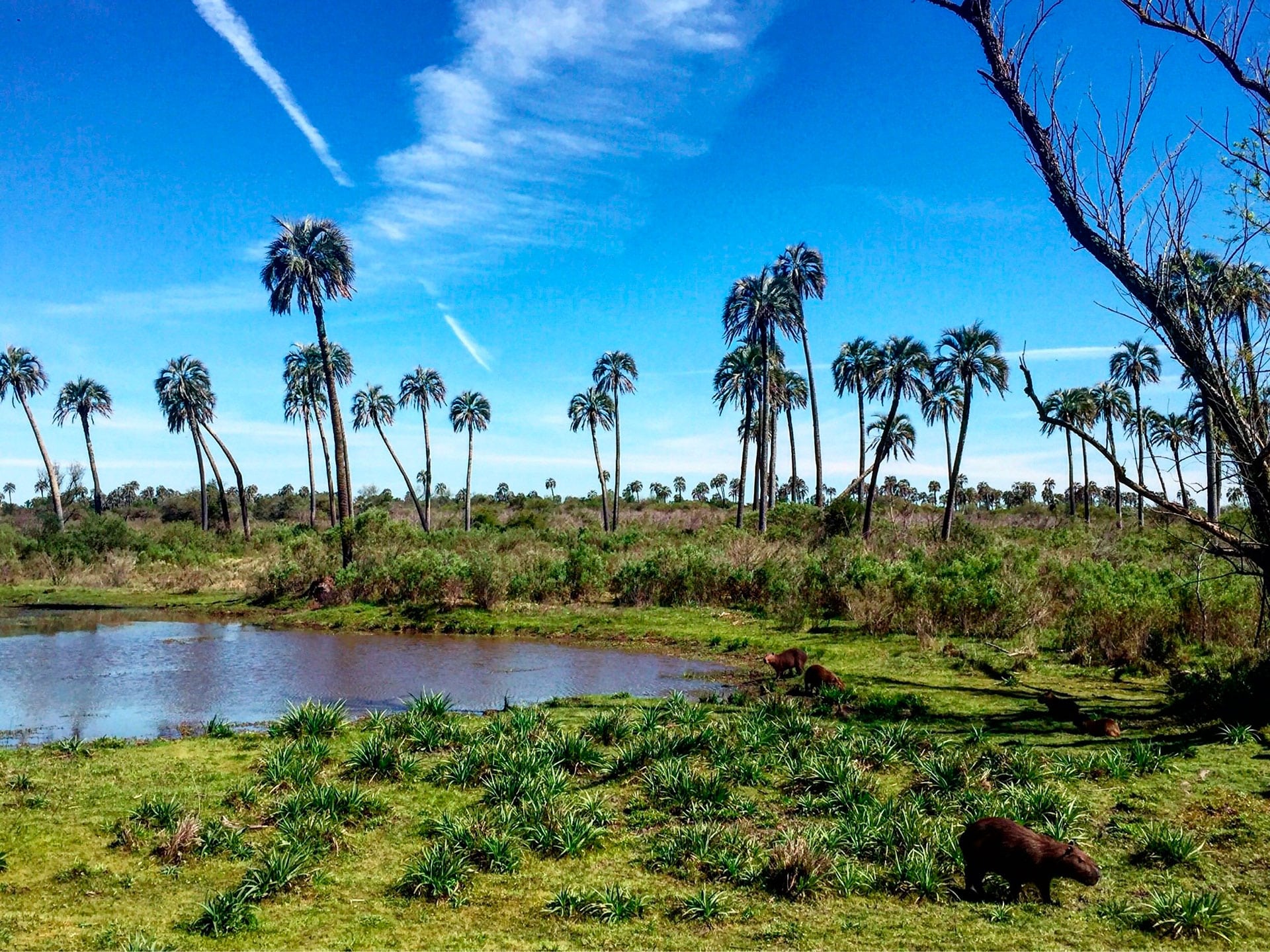 flor de entre rios