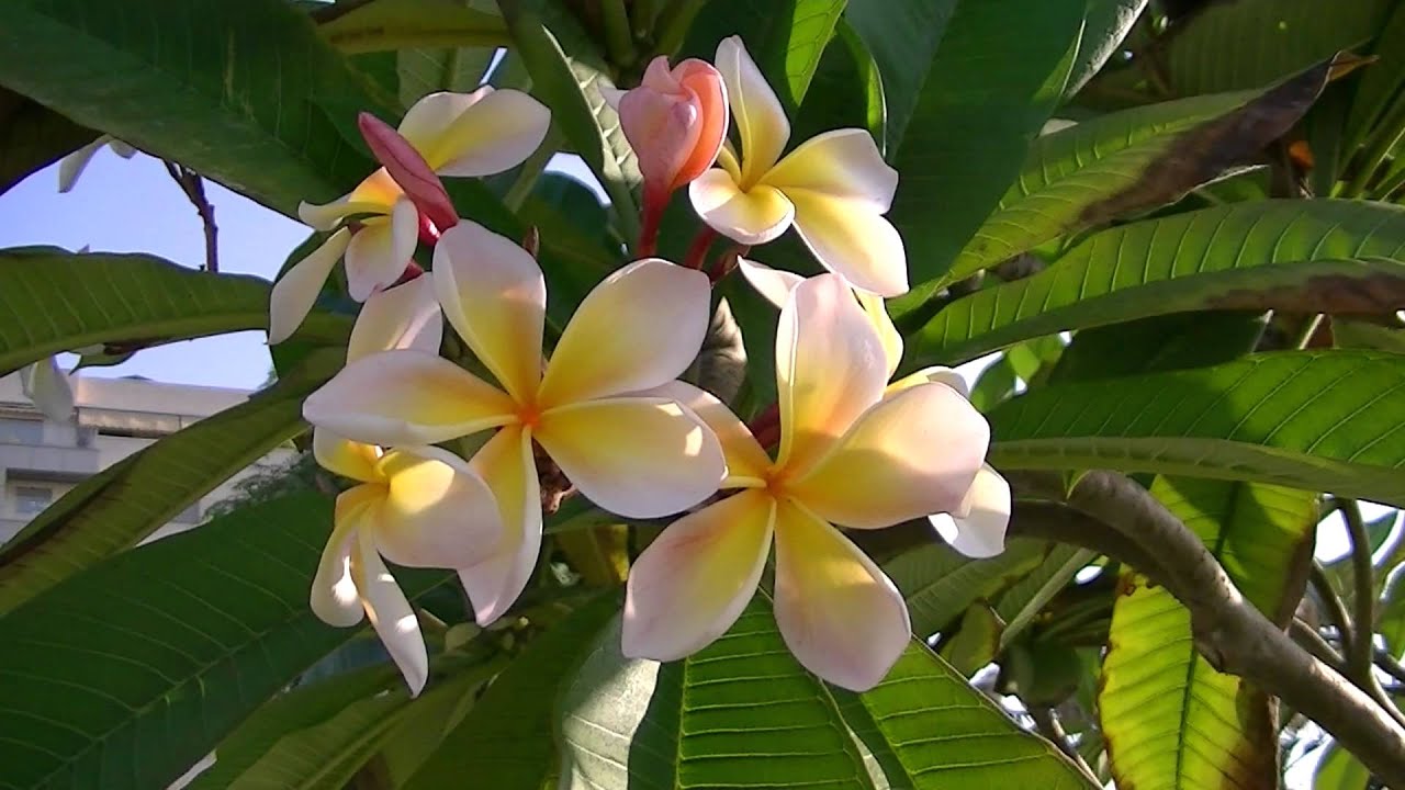 flor de formosa