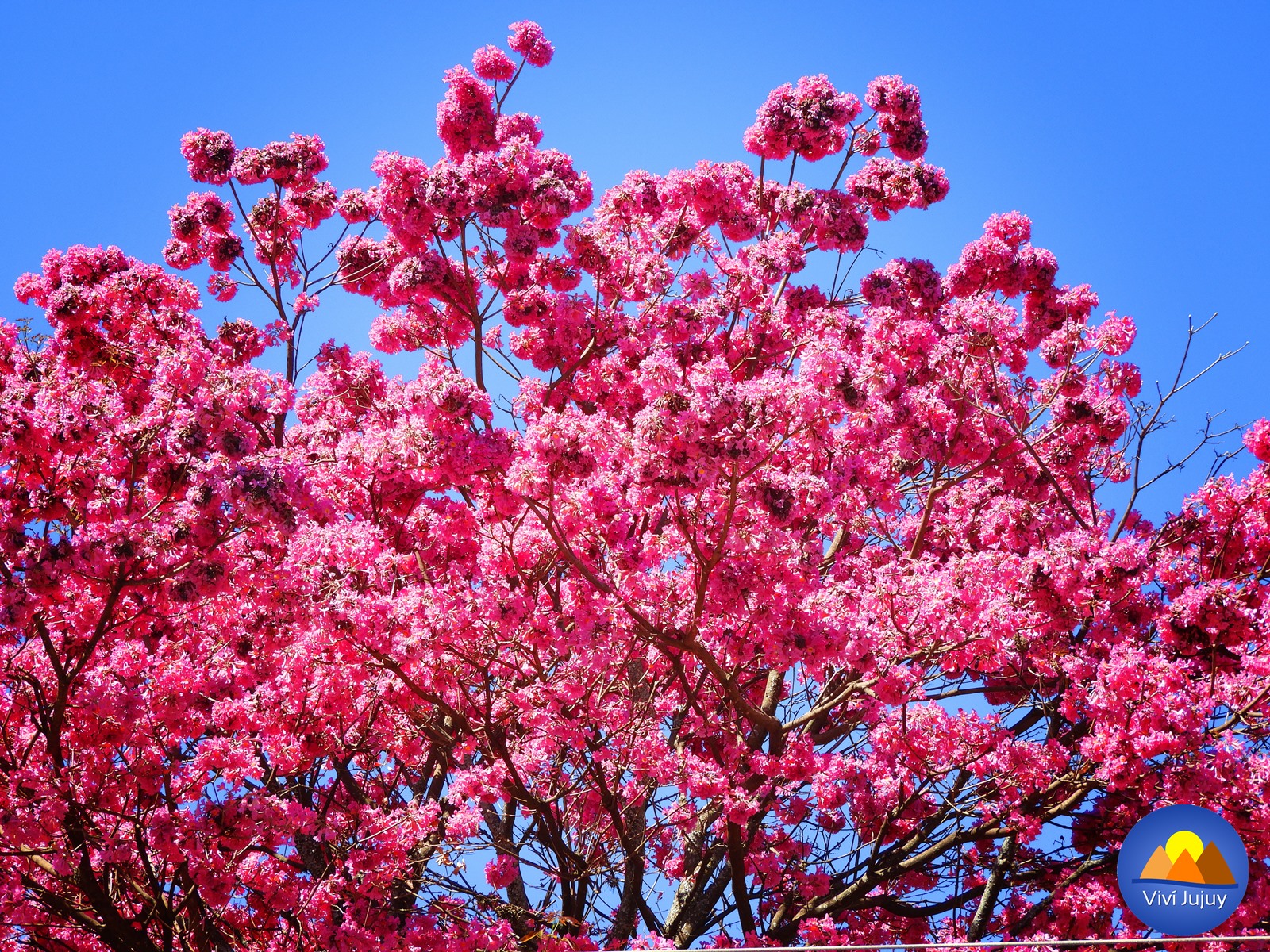 flor de jujuy