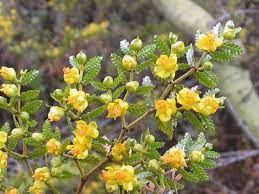flor de mendoza