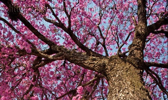 flor de misiones