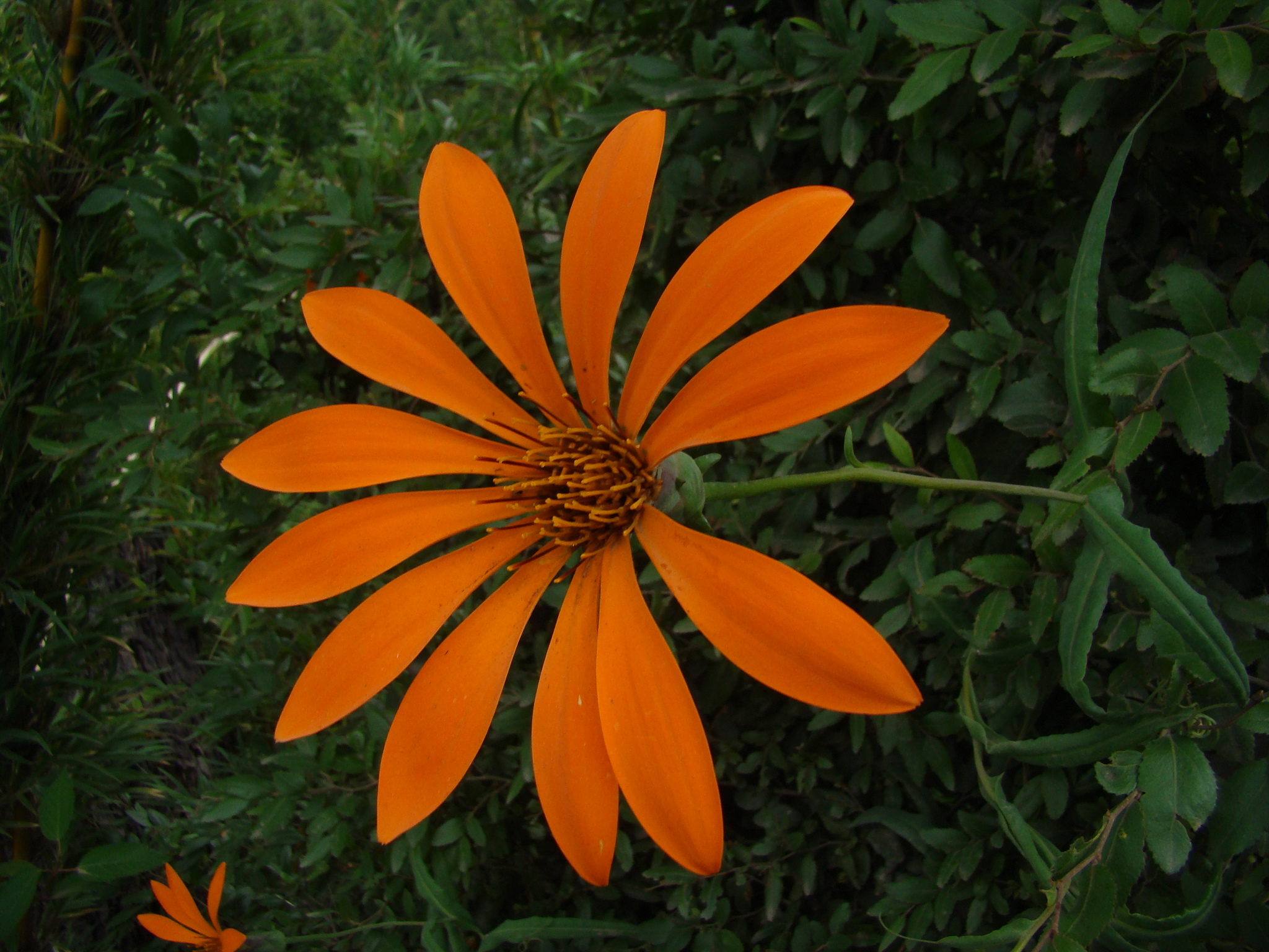 flor de neuquen