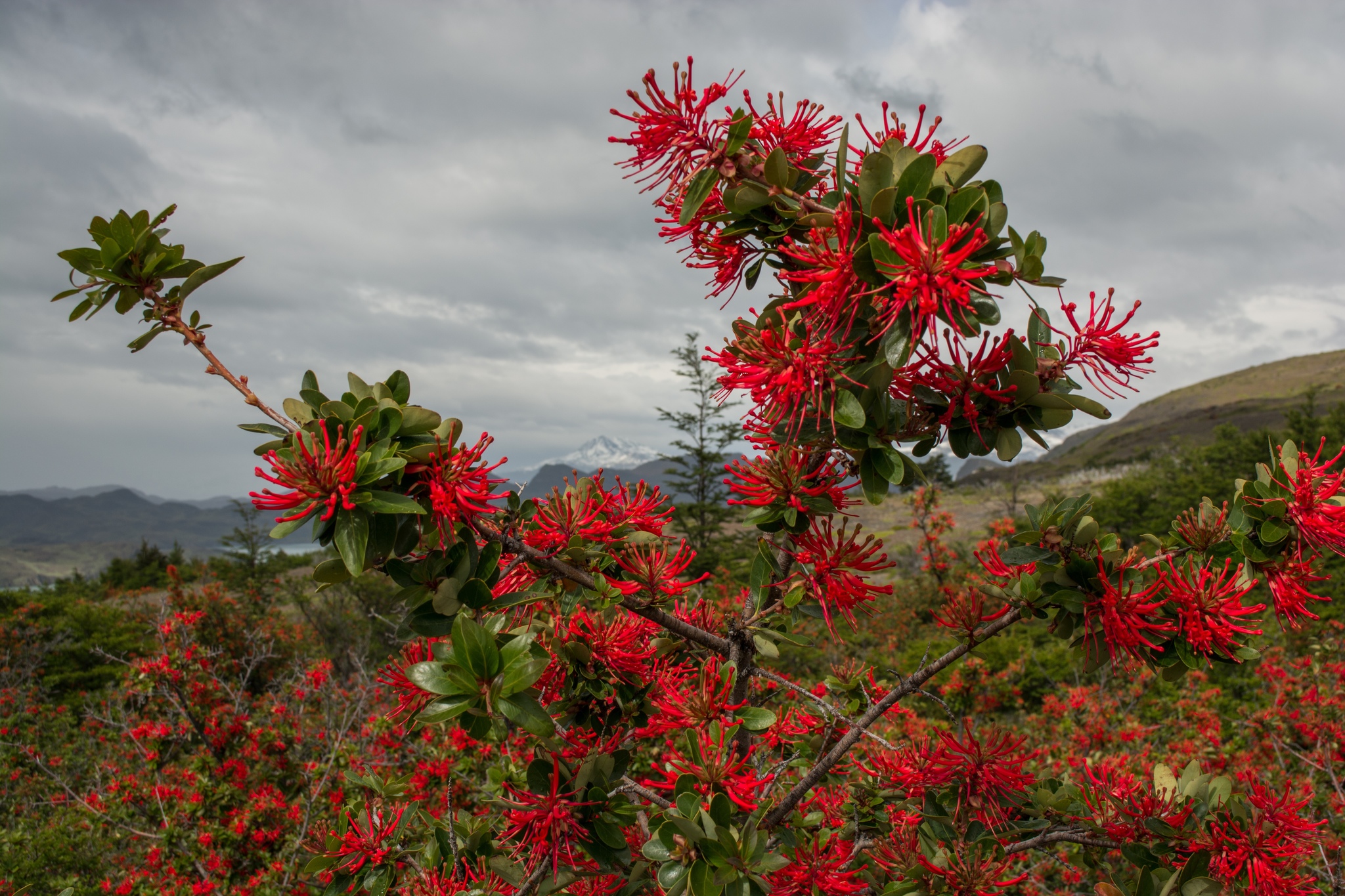 flor de rio negro