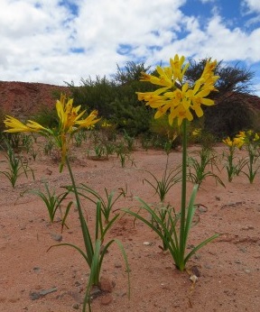 flor de salta
