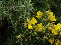 flor de san juan