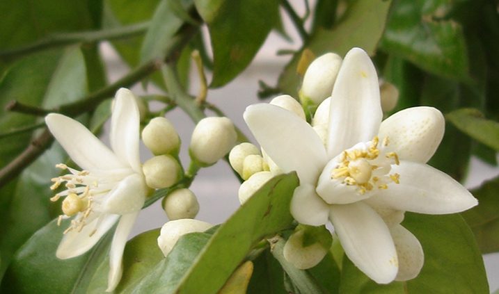 flor de san luis