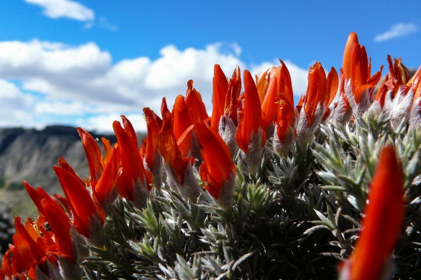 flor de santa cruz