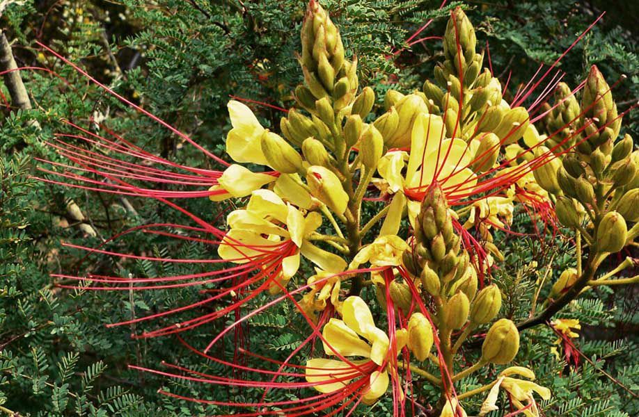 flor de santiago del estero