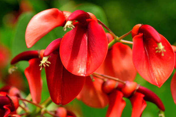 imagen de la flor nacional de argentina