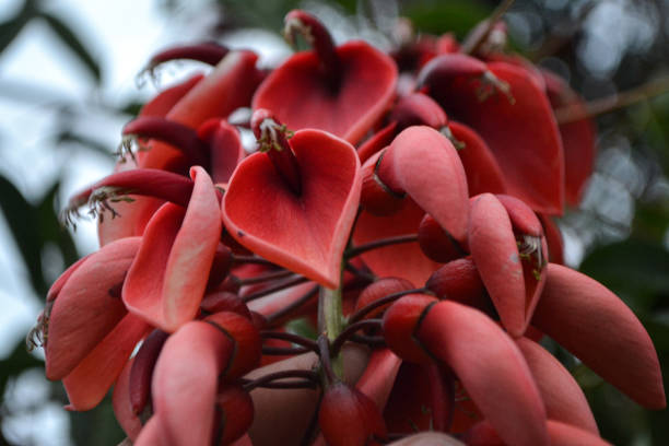 imagen de la flor nacional de argentina